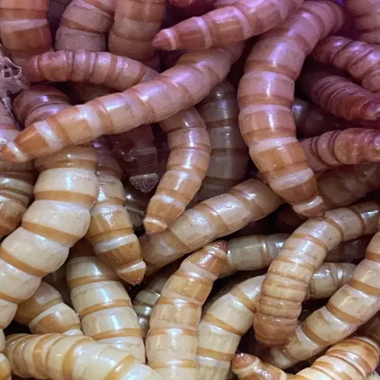 500 Medium mealworms live