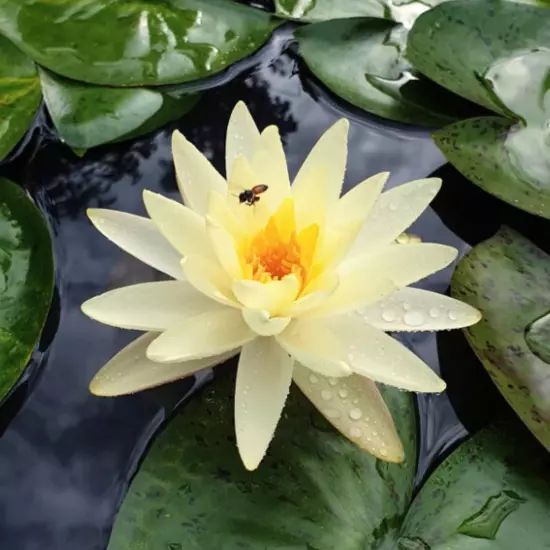 Buy2Get1Free Yellow Leuangbaangpra Hardy Waterlily Live Freshwater Plants Pond