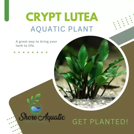 Ultimate Cryptocoryne Collection - 6-Pack Aquarium Plants