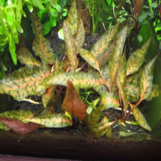 Cryptocoryne Nurii Grown in Vitro Tissue Culture Freshwater Aquarium Live Plants