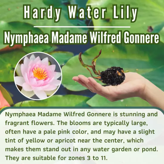 Madame Wilfron Gonnere Pink Hardy Waterlily Live Freshwater Plants Pond Flower