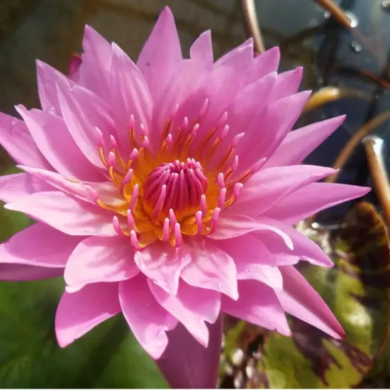 Buy2Get1Free Red Evelyn Tropical Waterlily Live Freshwater Plants Pond Flower