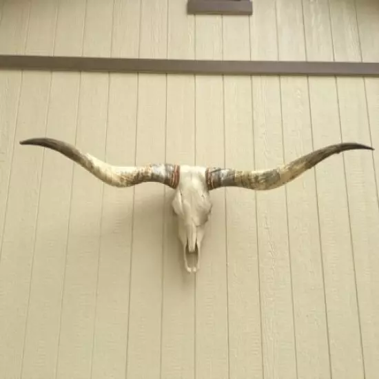 LONGHORN STEER SKULL 5 FEET 10" WIDE UNPOLISHED BULL HORN MOUNTED COW