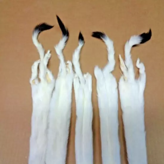 #1 Quality 2XL Tanned White Ermine/Weasel/Fur/Crafts/Trapping/Stocking Stuffers