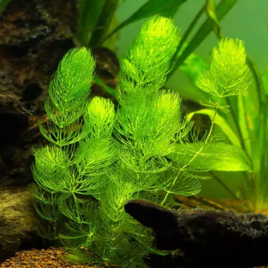 Package Bundle Hornwort Ceratophyllum Demersum Great for Aquatic Live Plants