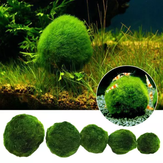 Aquarium Landscaping Decoration Green Algae Balls'