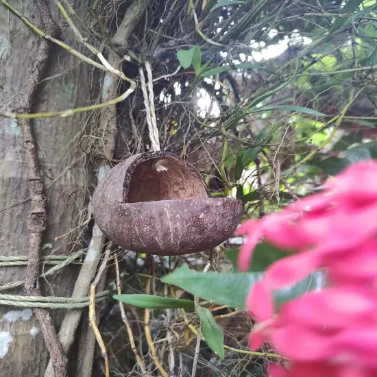 Hand Crafted Open Bird Feeder Made of Coconut Shell Smoothened Brown Color 1pc