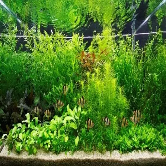 Hygrophila Difformis Water Wisteria Bunch Live Aquarium Plants BUY 2 GET 1 FREE