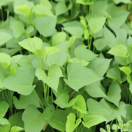 250+ Pcs Dried Sweet Potato Leaves Ceylon Natural Herbal Drink 100% Pure Organic