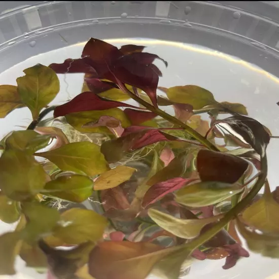 Super Red Ludwigia Aquarium Plant Easy low maintainence