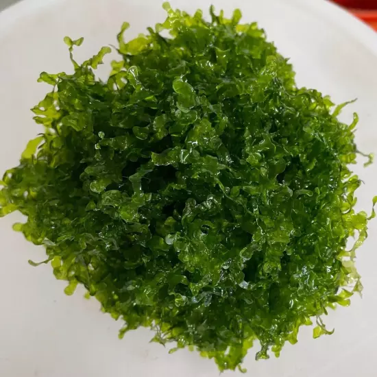 Subwassertang Round Pellia Moss live plant aquarium