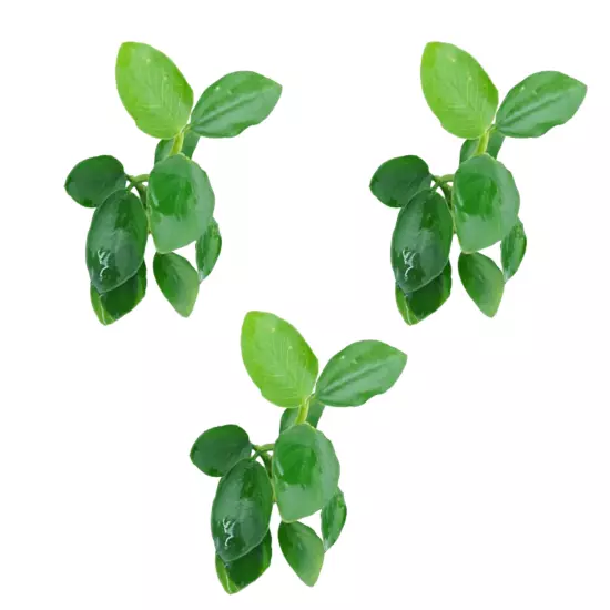 Package Loose Anubias Nana Long Wavy Decoration Tank Fish Live Aquatic Plant