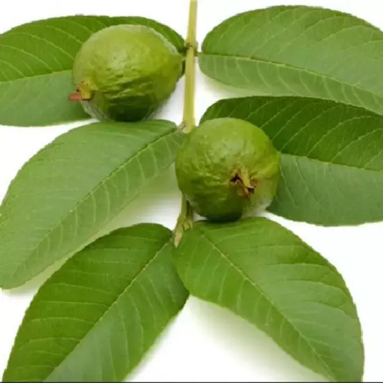 55 PC'S FRESH ORGANIC GUAVA LEAVES TEXAS GROWN GREEN Tea Hojas de Guayaba