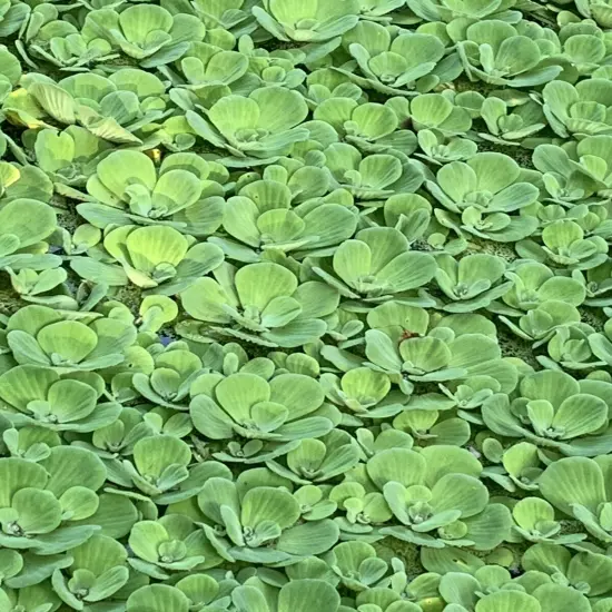 10 Water Lettuce & Duckweed Aquatic Floating Water Pond Plants (PRIORITY MAIL)