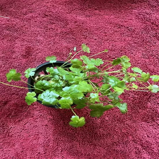 Dwarf Pennywort 'Japan’ H.tripartita Live Aquarium Plant