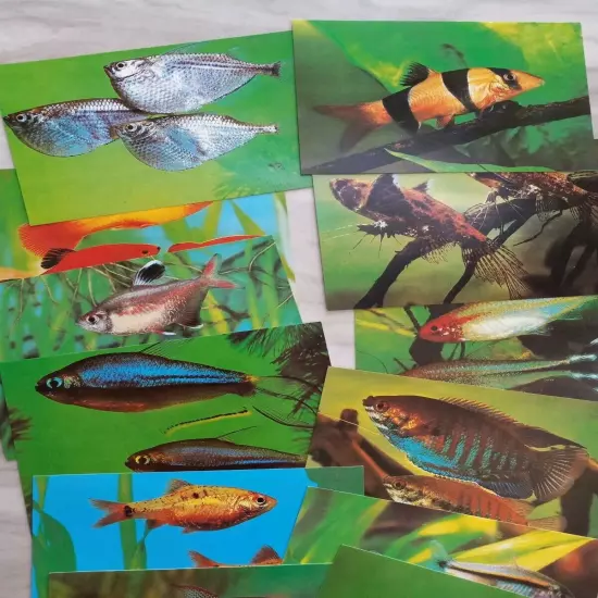 Vintage Antique Aquarium TetraMin Fish Food 12 Lot Set Tropical Fish Postcards