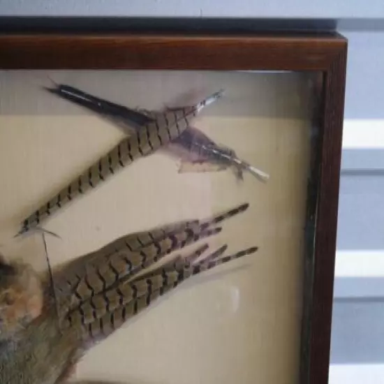 Creepy Pheasant Taxidermy Beautiful Colors Feathers in Glass Mounting 