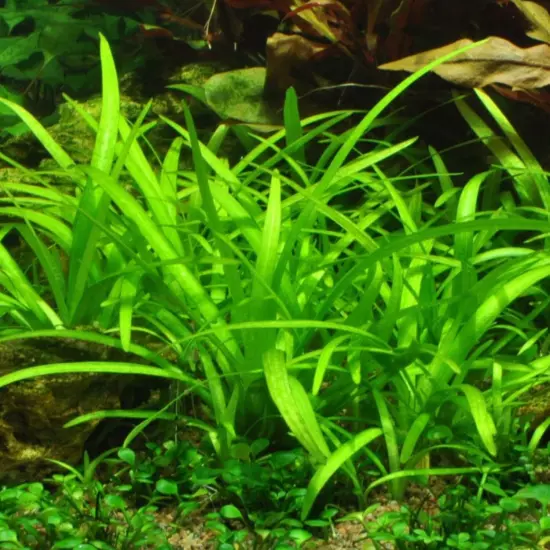 Package Bundle Dwarf Sagittaria Subulata Aquarium Live Plant Decor Fish & Shrimp