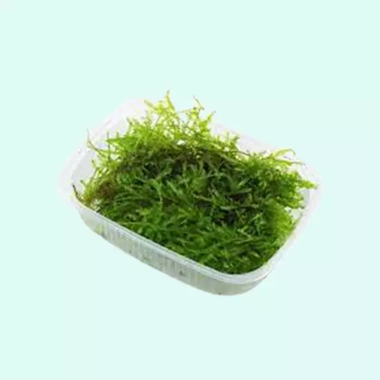 BUY 2 GET 1 FREE Christmas Moss "Vesicularia Montagnei" Live Aquarium Plants